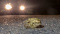 Mating common toads crossing road at night