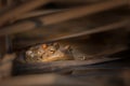 Mating of common toads in the Czech Republic