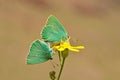 The mating couple of Callophrys paulae butterflies on flower , butterflies of Iran