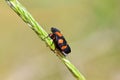 Mating couple of Cercopis sp. , Red and Black Froghopper , Cercopidae Royalty Free Stock Photo