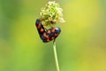 Mating couple of Cercopis sp. , Red and Black Froghopper , Cercopidae Royalty Free Stock Photo