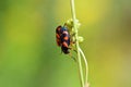 Mating couple of Cercopis sp. , Red and Black Froghopper , Cercopidae Royalty Free Stock Photo