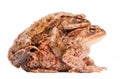 Mating couple of the common toad Bufo bufo Royalty Free Stock Photo