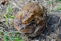 Mating couple of the common toad, Bufo bufo Royalty Free Stock Photo