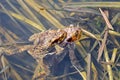 Mating couple of the common toad, Bufo bufo Royalty Free Stock Photo