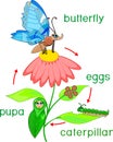 Life cycle of butterfly. Sequence of stages of development from egg to adult insect