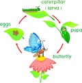 Life cycle of butterfly. Sequence of stages of development from egg to adult insect Royalty Free Stock Photo