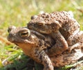 Mating couple of European common toads - frog woman carries man on her back Royalty Free Stock Photo