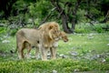 Mating couple of Lions in the grass.