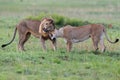 Mating couple of lions