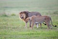 Mating couple of lions