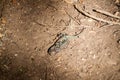 Mating couple of lizards in National Park Huerquehue, Chi