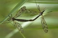 Mating Craneflies Royalty Free Stock Photo