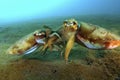 Mating cuttle-fishes Royalty Free Stock Photo