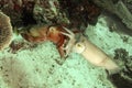 Mating cuttlefish.