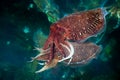 Mating cuttlefish