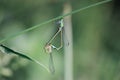 Mating damsefly dragonfly insect Royalty Free Stock Photo