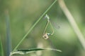 Mating damsefly dragonfly insect