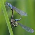 Mating Damselflies