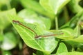 Mating damselflies