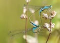 Mating damselflies