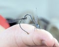 Mating damselflies with the front male clasping the female at the back of her head on Grand Lake in Oklahoma.