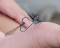 Mating damselflies with the front male clasping the female at the back of her head on Grand Lake in Oklahoma.