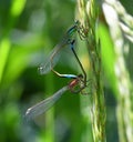 Mating Damselflies on grass stem