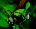 Mating Damselflies