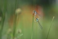 Mating damselflies perched on water reed