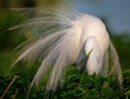 Mating dance performed by white egret in spring