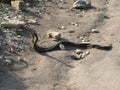 The mating dance of the snakes Royalty Free Stock Photo