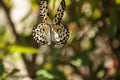 Mating dance of the Tree nymph butterfly Idea malabarica