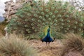 Mating display of a blue and green male peacock