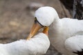 Mating display of a pair of Nazca boobies Sula granti Genovesa Island, Galapagos Islands, Ecuador Royalty Free Stock Photo