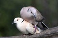 Mating Dove Birds Royalty Free Stock Photo