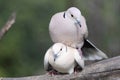 Mating Doves Royalty Free Stock Photo