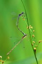 Mating Dragonflies