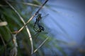 Mating dragonflies