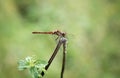 Mating dragonfly blushes on the river bank. Royalty Free Stock Photo