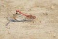 Mating dragonfly Royalty Free Stock Photo