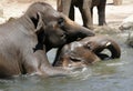 Mating elephants