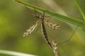 Mating Female Cranefly Royalty Free Stock Photo