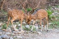 Mating fight Royalty Free Stock Photo