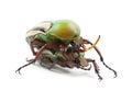 Mating Flamboyant Flower Beetles Royalty Free Stock Photo