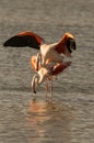 Mating Flamingo Phoenicopteridae on a lake in camargue