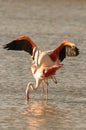 Mating Flamingo Phoenicopteridae on a lake in camargue