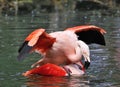 Mating Flamingos