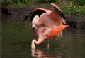 Mating flamingos