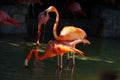 Mating Flamingos in spot lights with Dark Background